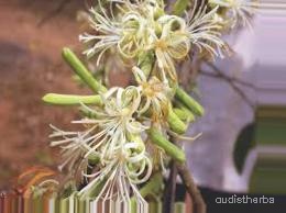 augmented_Alangium lamarckii flower2_0_1087.jpeg
